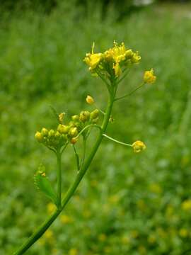 Image of yellowcress