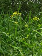 Image of yellowcress