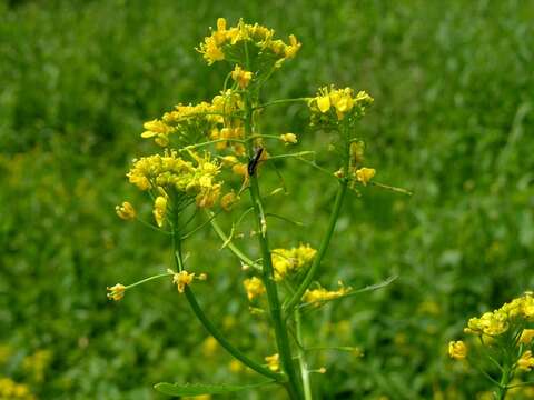 Image of yellowcress