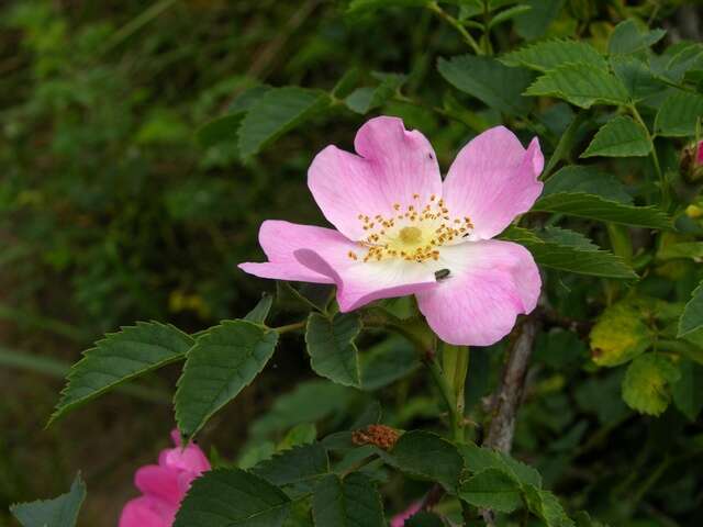 Plancia ëd Rosa dumalis Bechst.