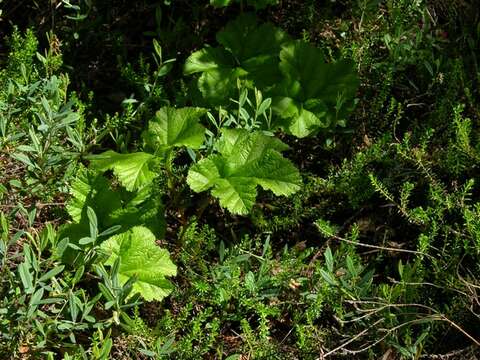 Image of blackberry