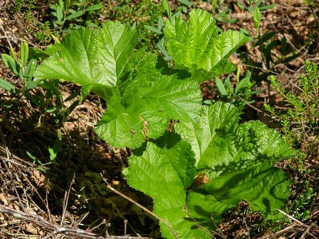 Rubus resmi