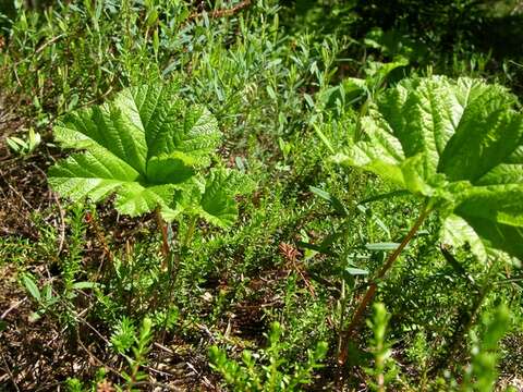 Rubus resmi