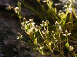 Image of pearlwort