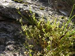 Image of pearlwort