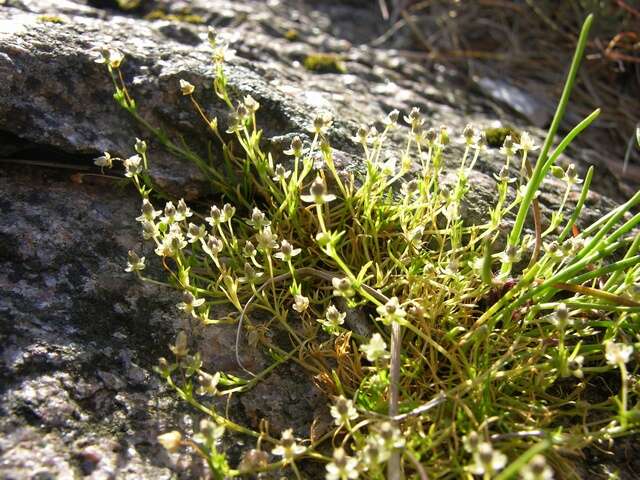 Image of pearlwort