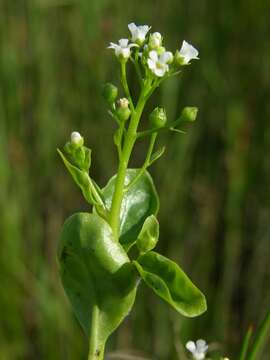 Image of brookweed