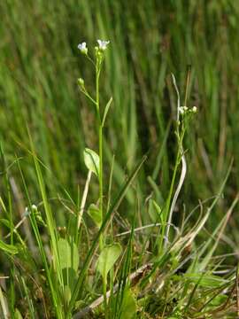 Image of brookweed