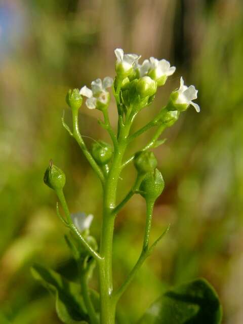 Image of brookweed