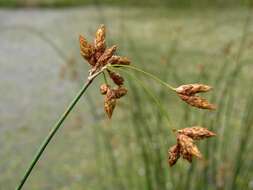 Image of bulrush