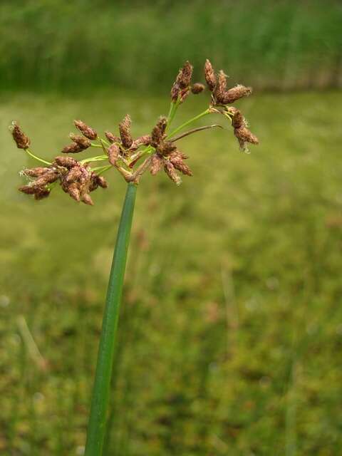 Plancia ëd Schoenoplectus