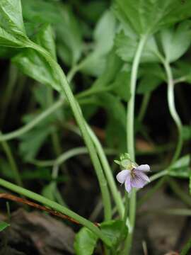 Слика од Viola mirabilis L.