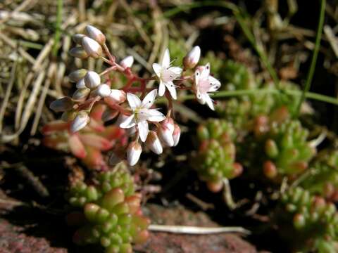 Image of stonecrop