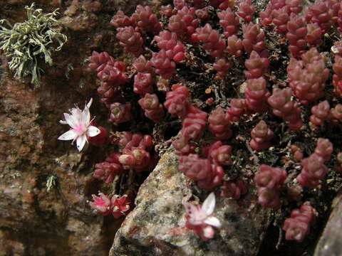 Image of stonecrop