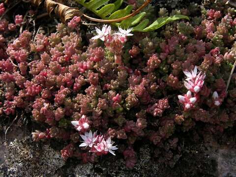 Image of stonecrop