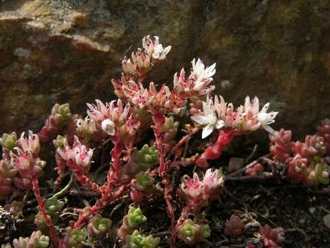 Image of stonecrop