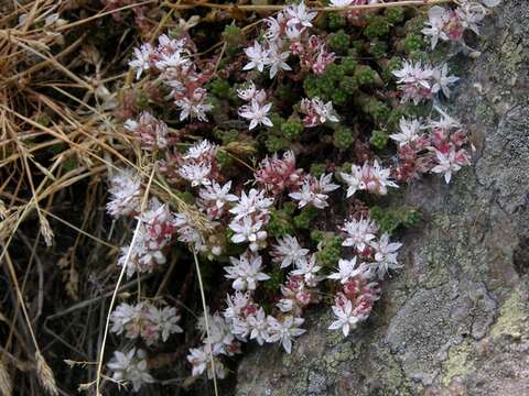 Image of stonecrop