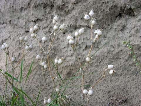 Image of striped corn catchfly