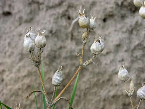 Image of striped corn catchfly