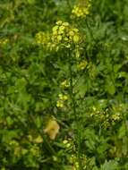 Image of mustard