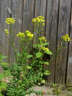 Image of hedgemustard