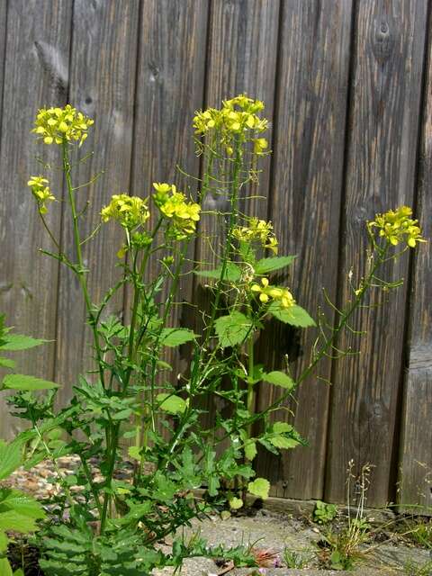 Image of hedgemustard