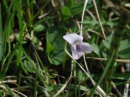 Plancia ëd Viola palustris L.