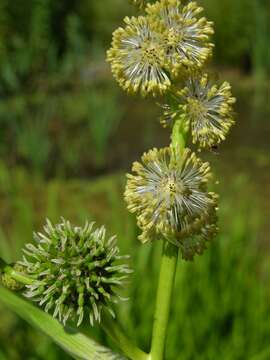 Image of bur-reed