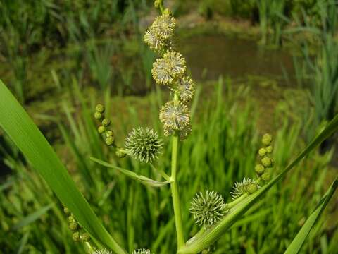 Image of bur-reed