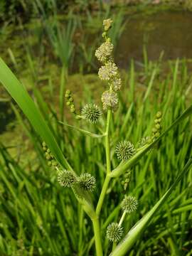 Image of bur-reed