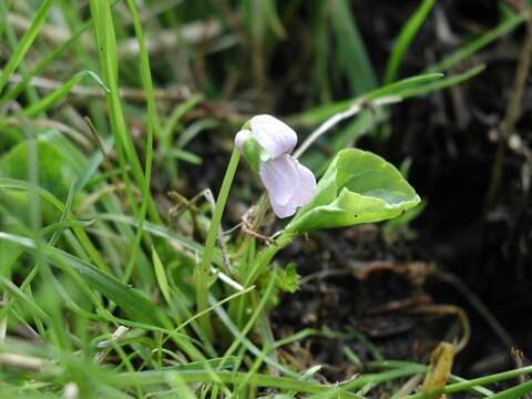 Image of marsh violet