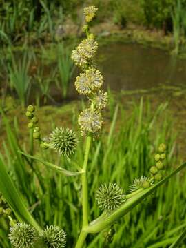 Image of bur-reed