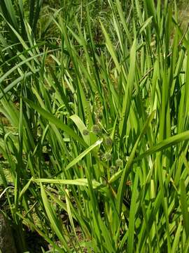 Image of bur-reed