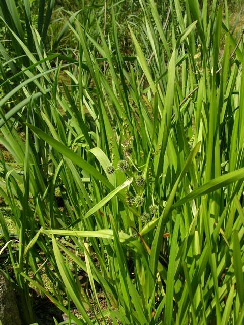 Image of bur-reed