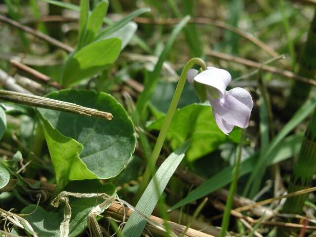 Plancia ëd Viola palustris L.