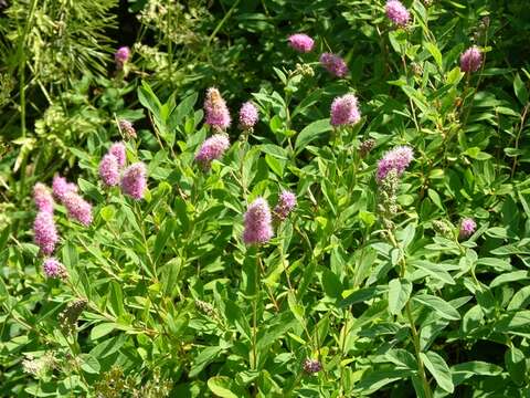 Слика од Spiraea salicifolia L.