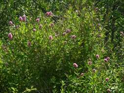 Слика од Spiraea salicifolia L.