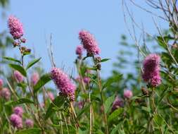 Слика од Spiraea salicifolia L.