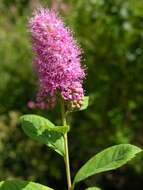 Слика од Spiraea salicifolia L.