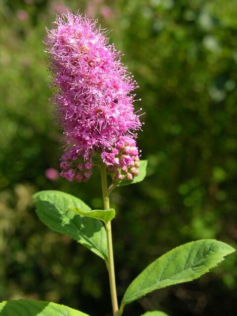 Слика од Spiraea salicifolia L.