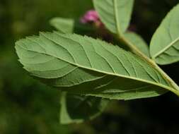 Слика од Spiraea salicifolia L.