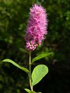 Image of willowleaf meadowsweet