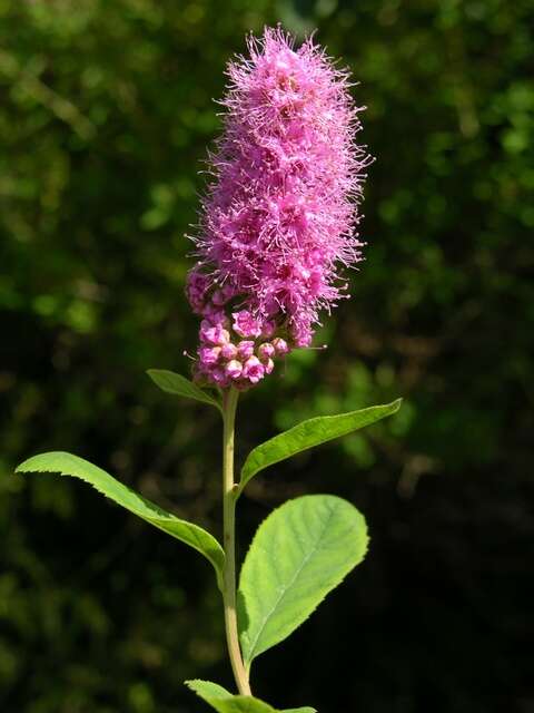 صورة Spiraea salicifolia L.