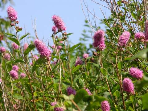 صورة Spiraea salicifolia L.