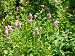 Image of willowleaf meadowsweet