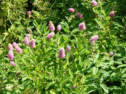 صورة Spiraea salicifolia L.