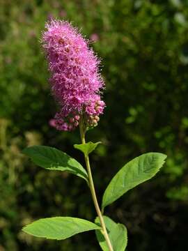 Слика од Spiraea salicifolia L.