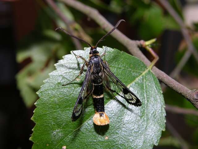 Imagem de Synanthedon scoliaeformis Borkhausen 1789