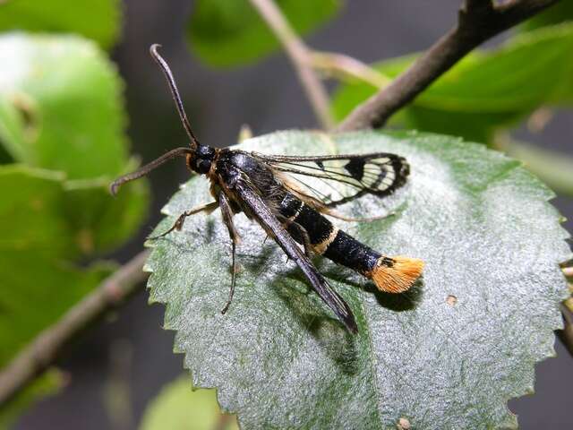 Imagem de Synanthedon scoliaeformis Borkhausen 1789