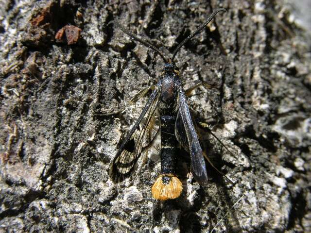 Imagem de Synanthedon scoliaeformis Borkhausen 1789